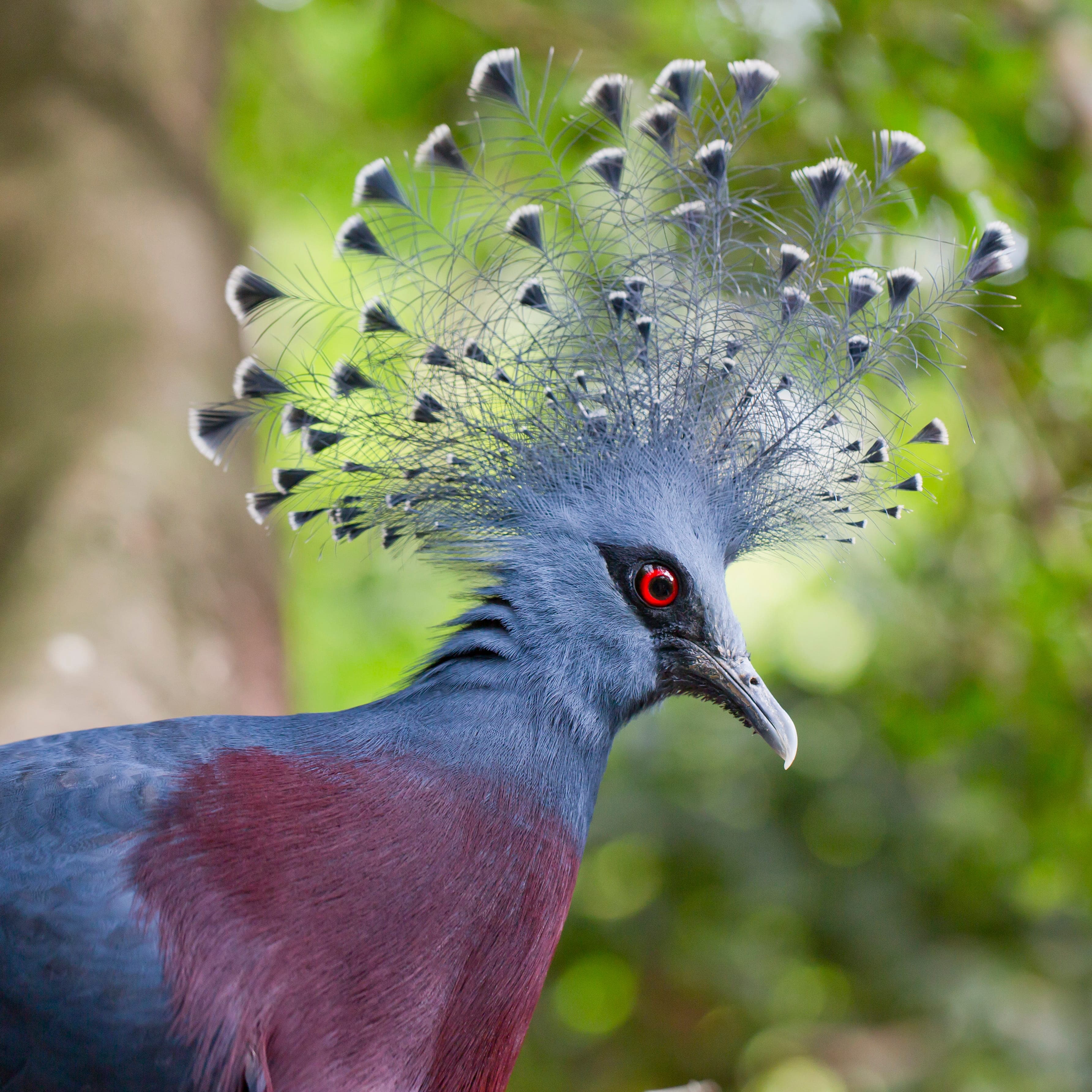 6 Beautify Birds All Over The World