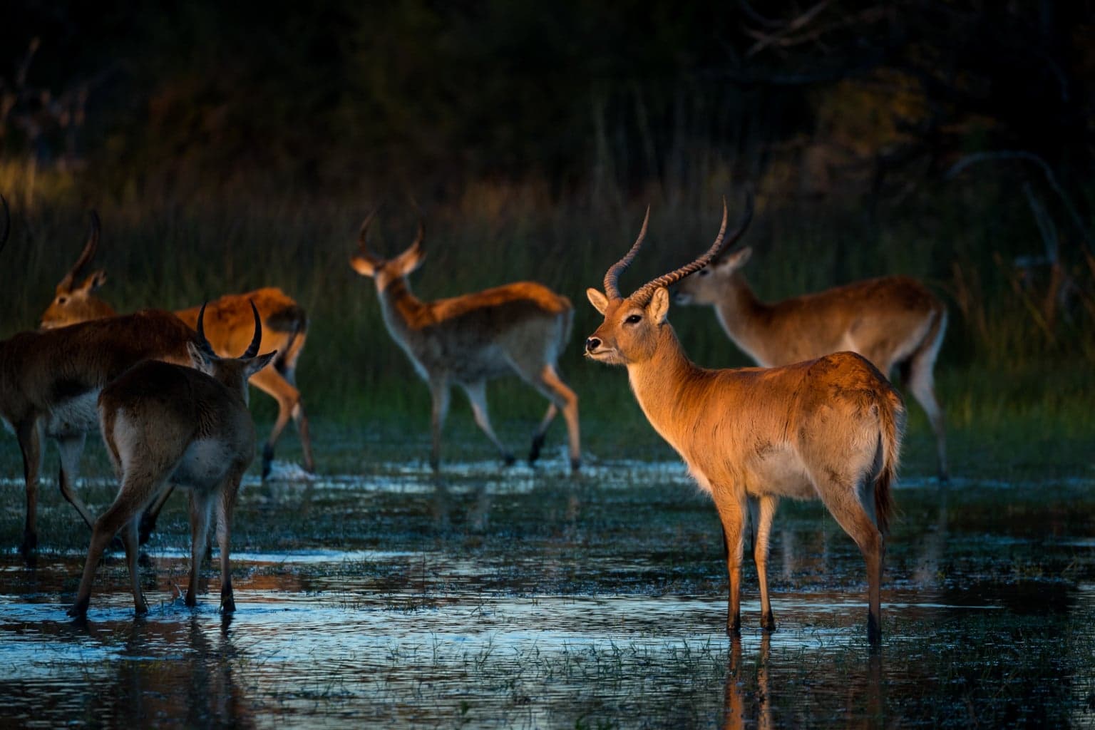 Deers at pond