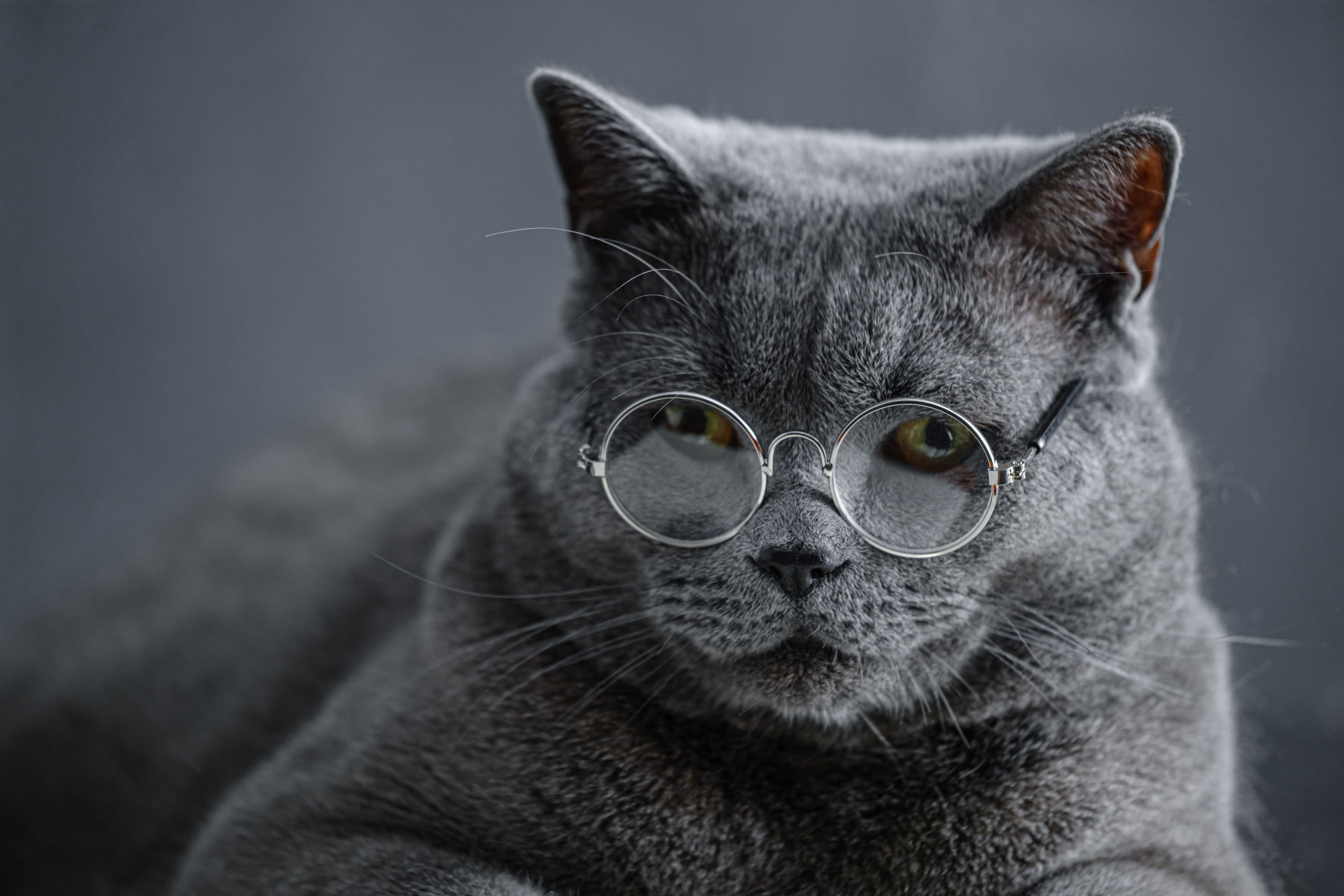Chartreux