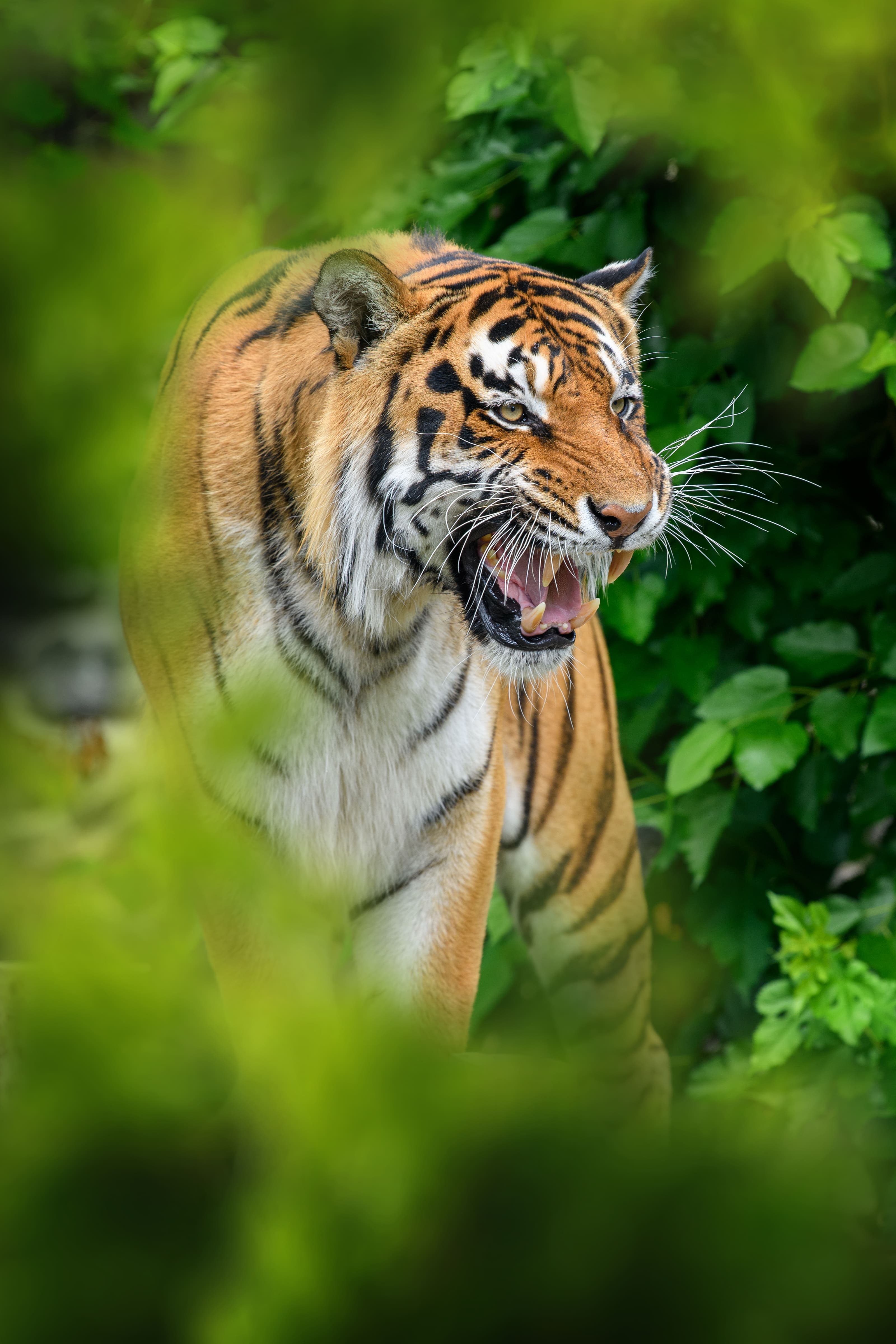 Wild Life