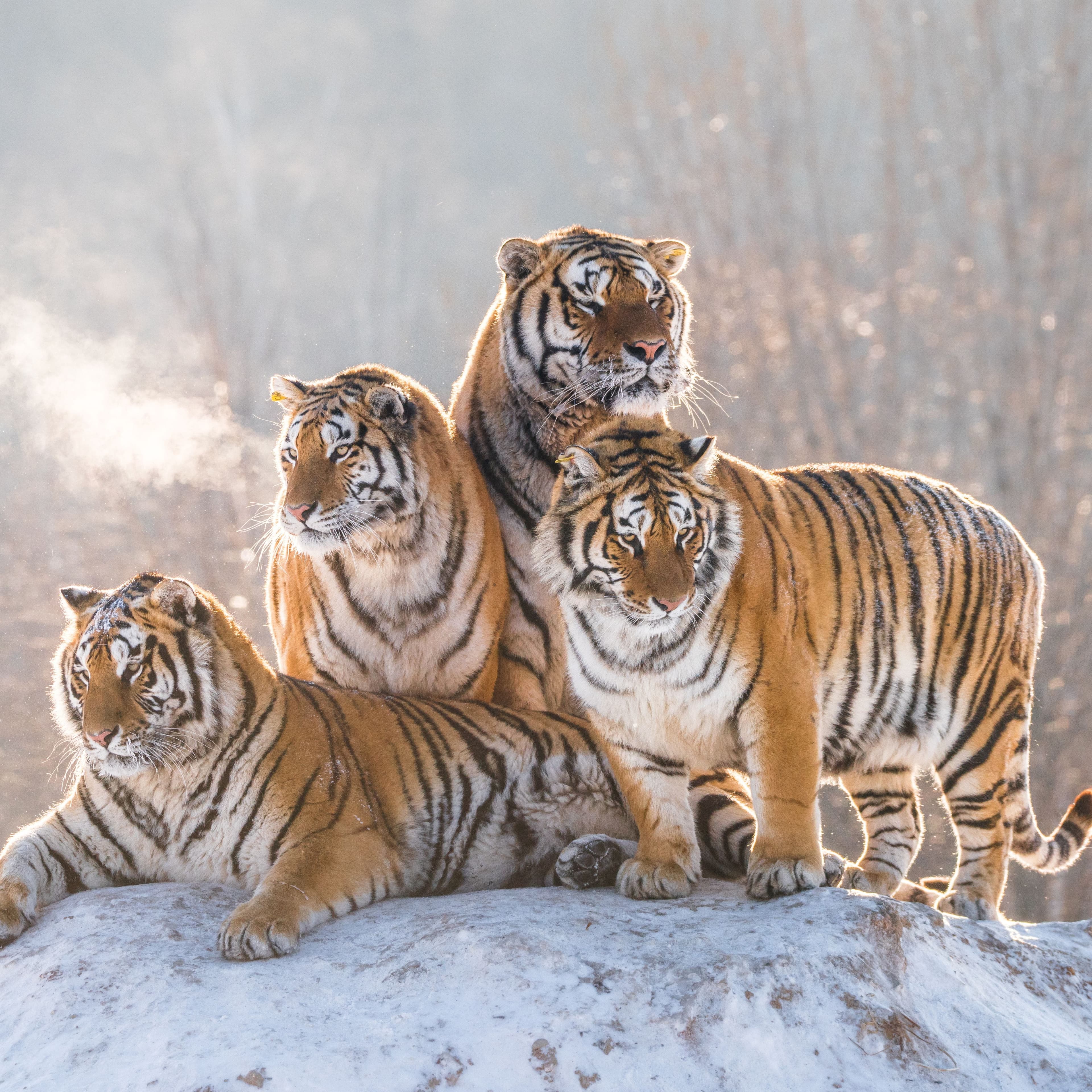 Tiger Families