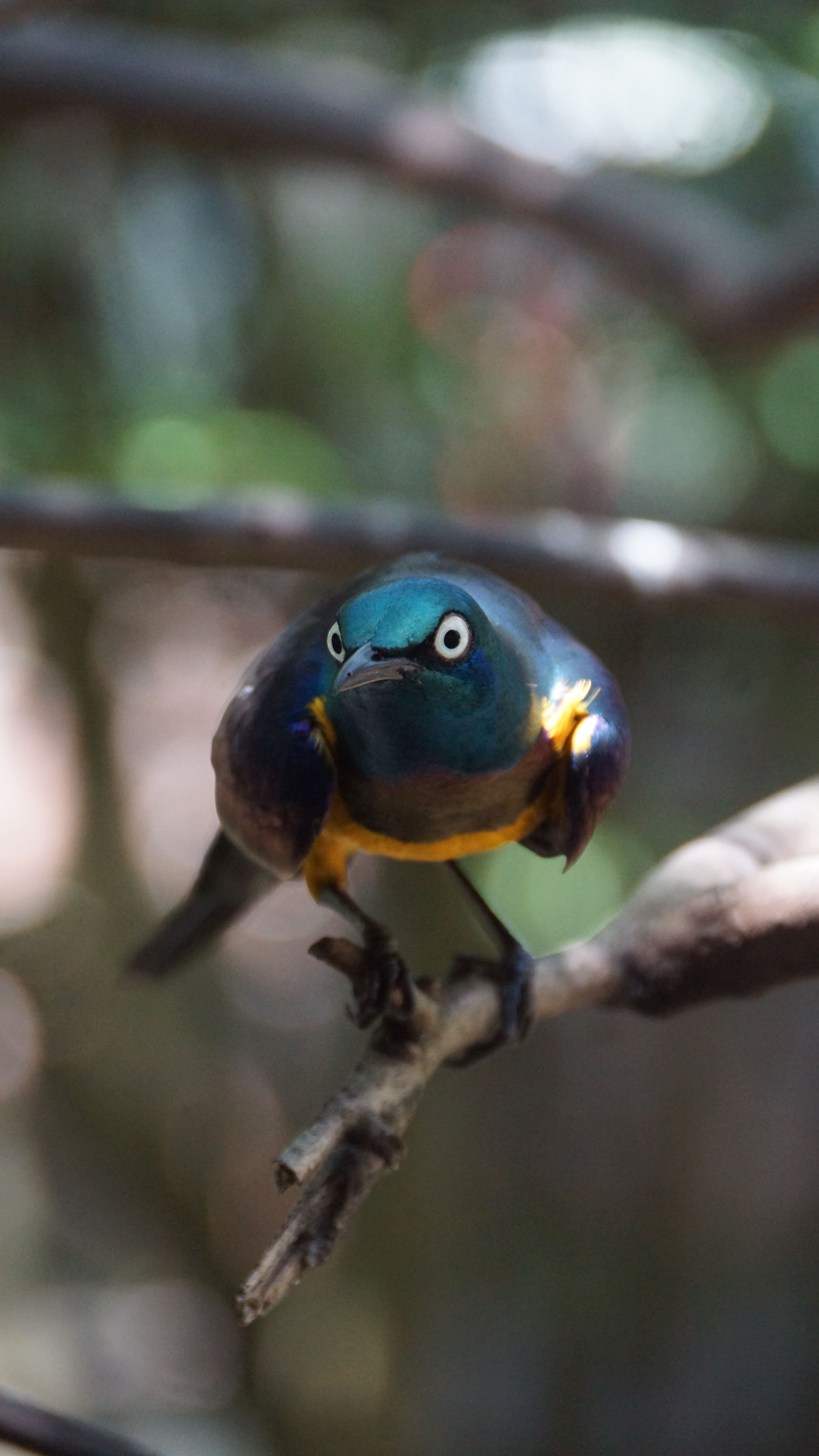 Close Up Parrot Perching Tree