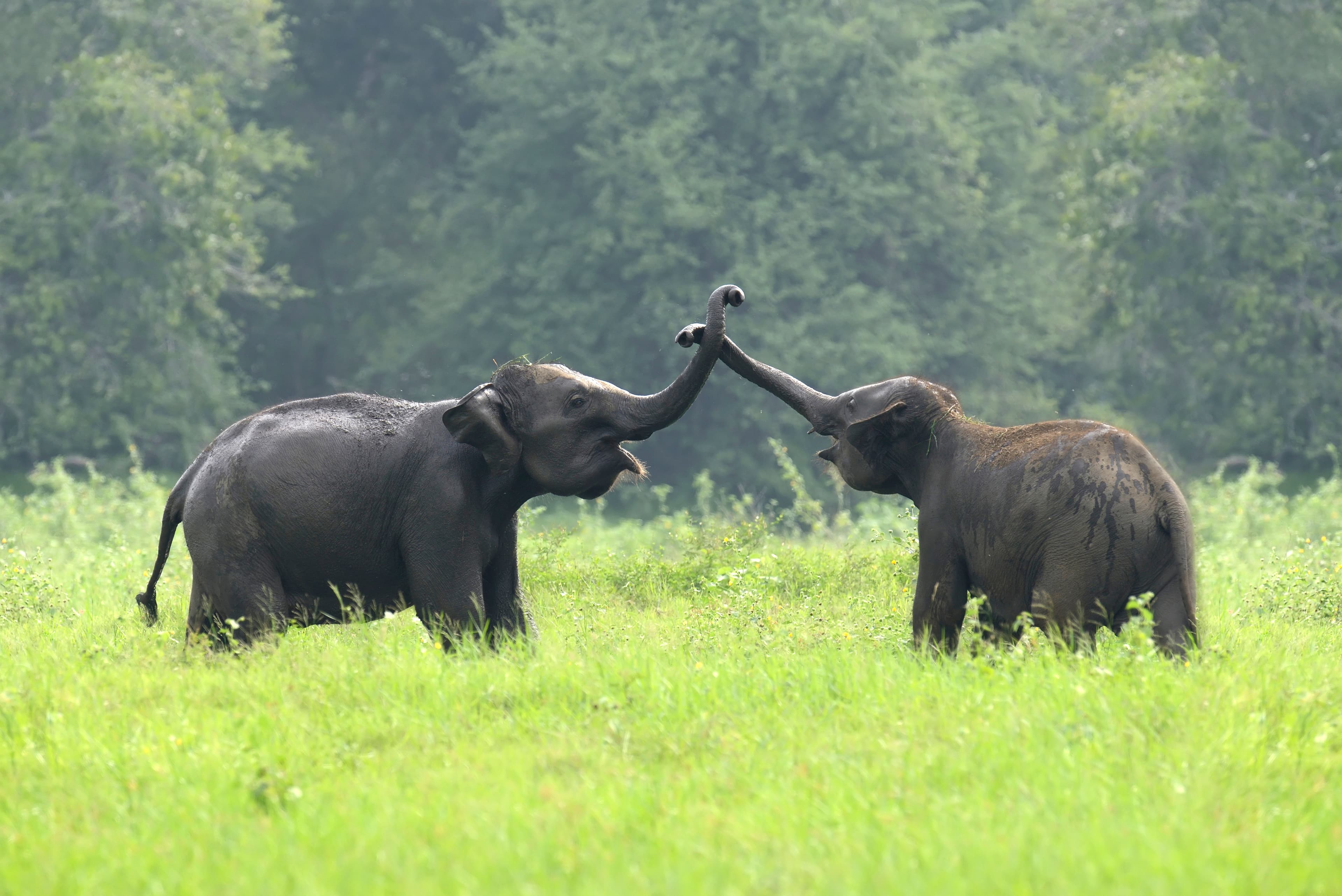 The Wild Love.