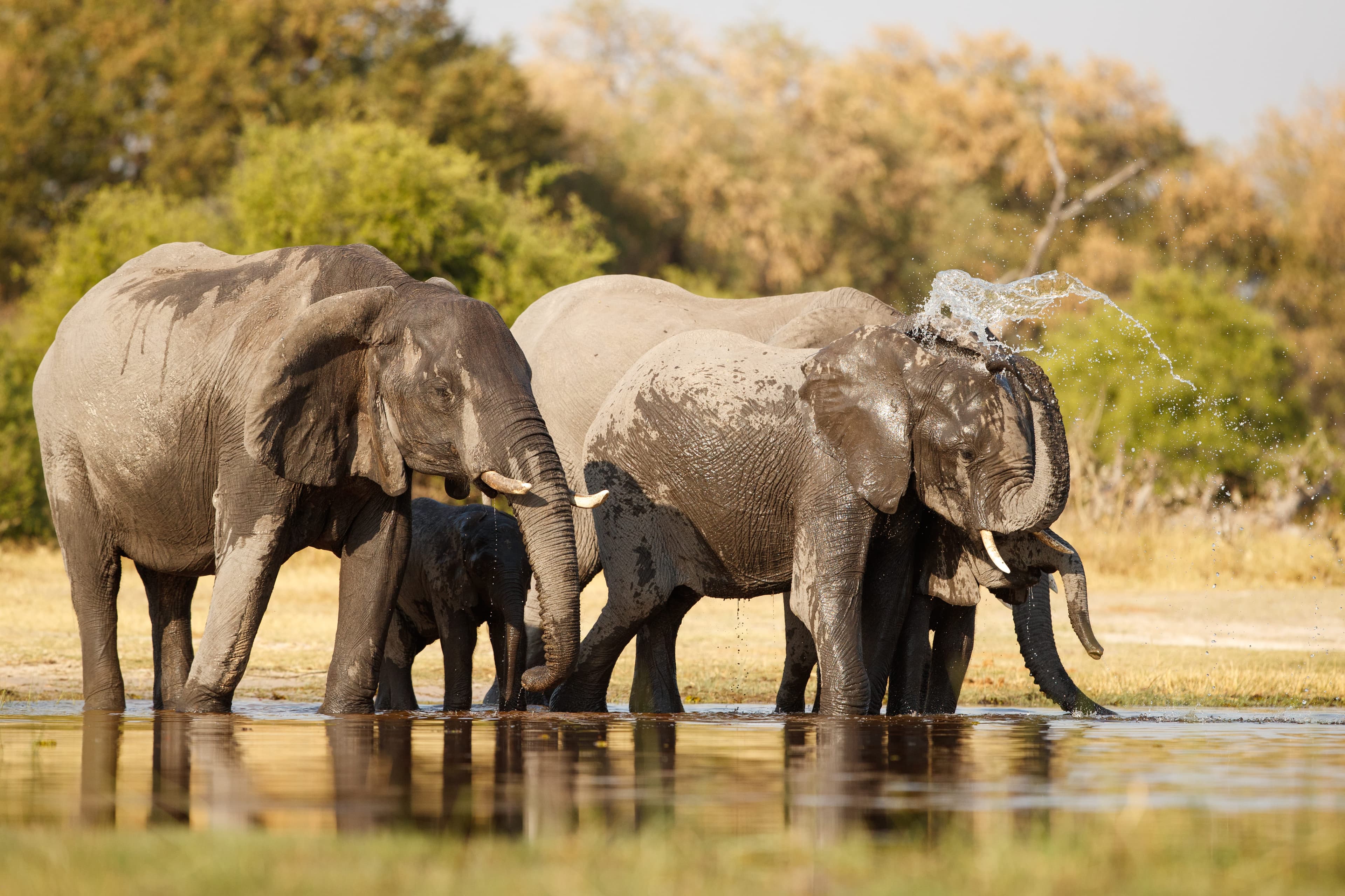 African Elephants.