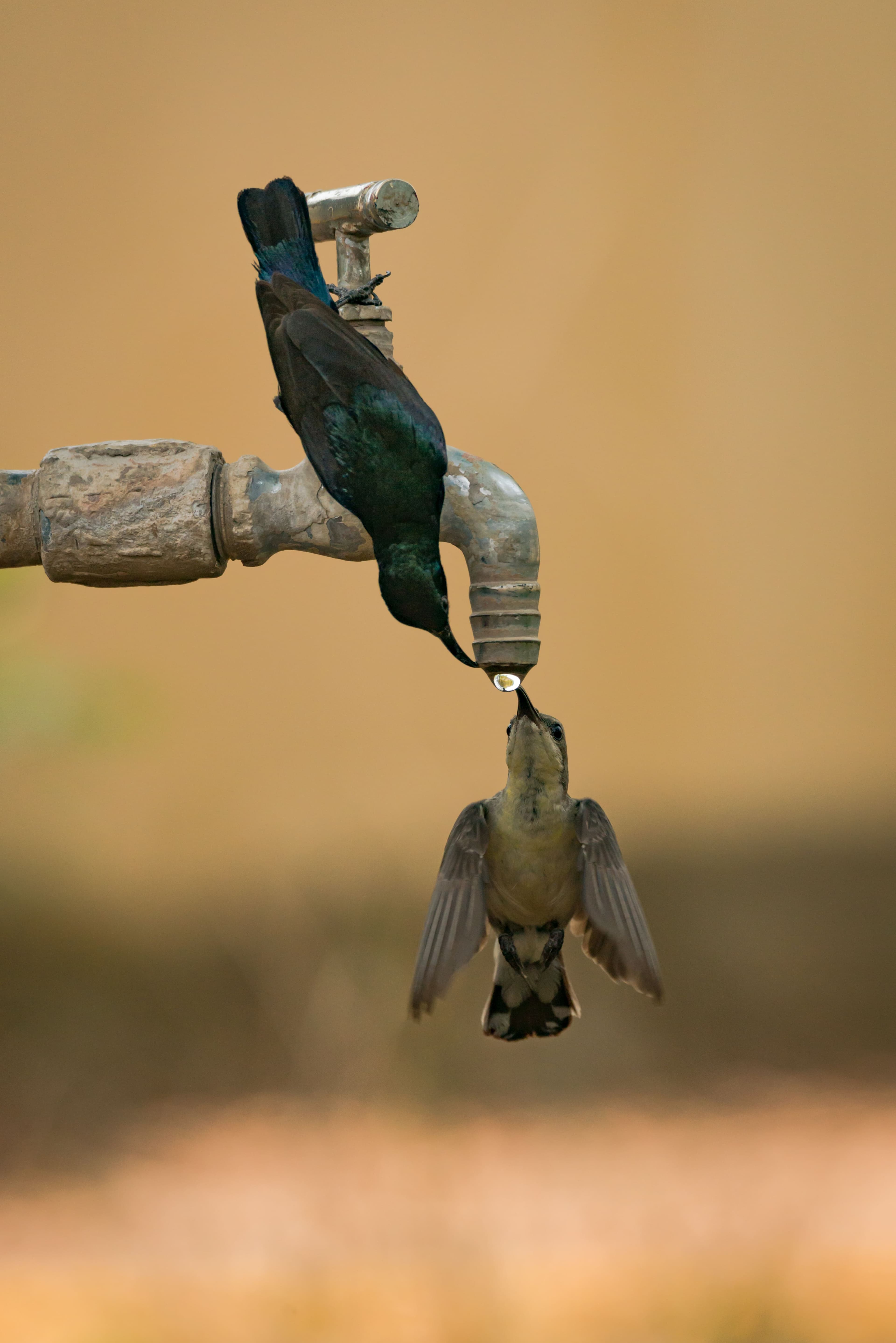 Two Birds Drinking Water.