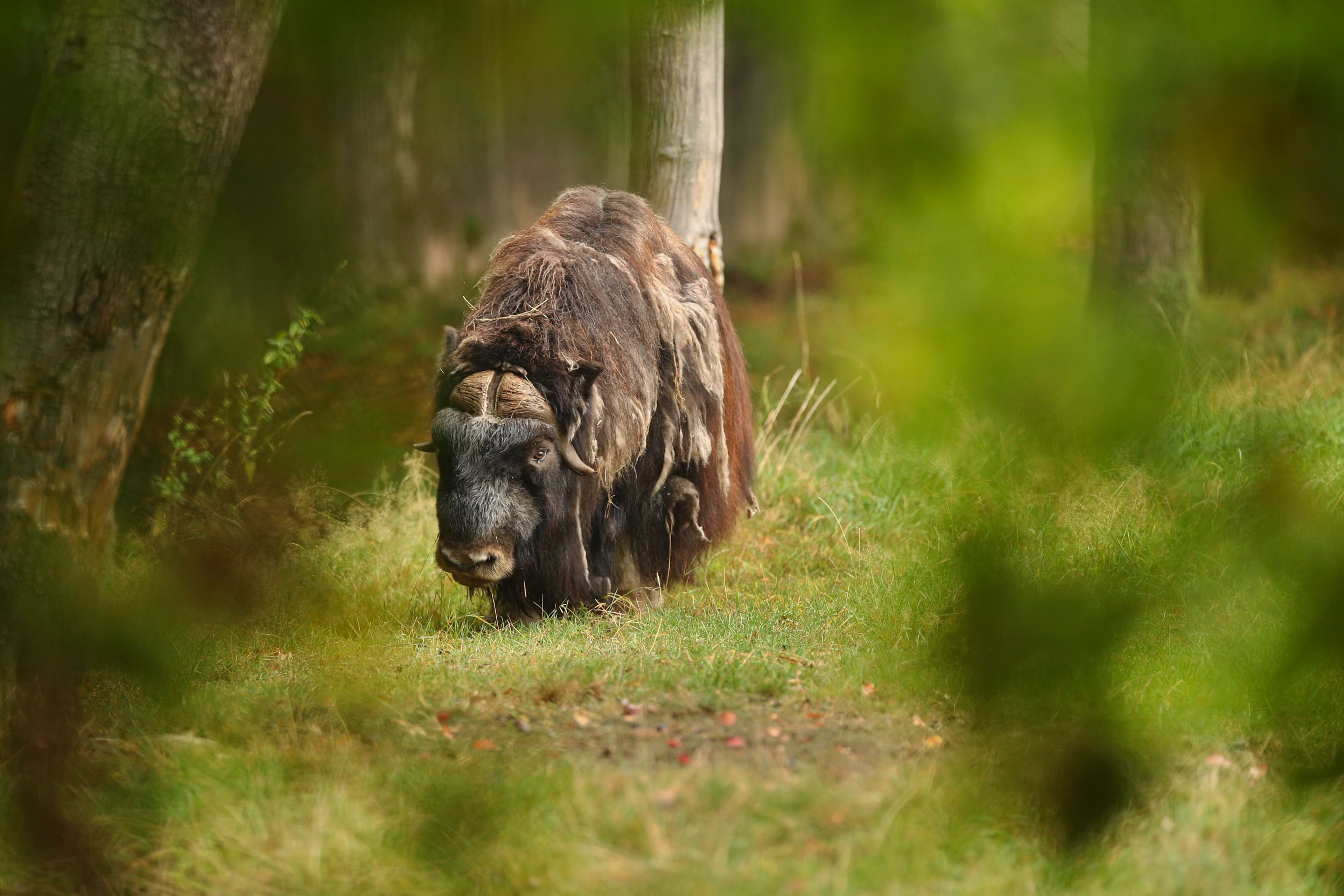 European Muskox