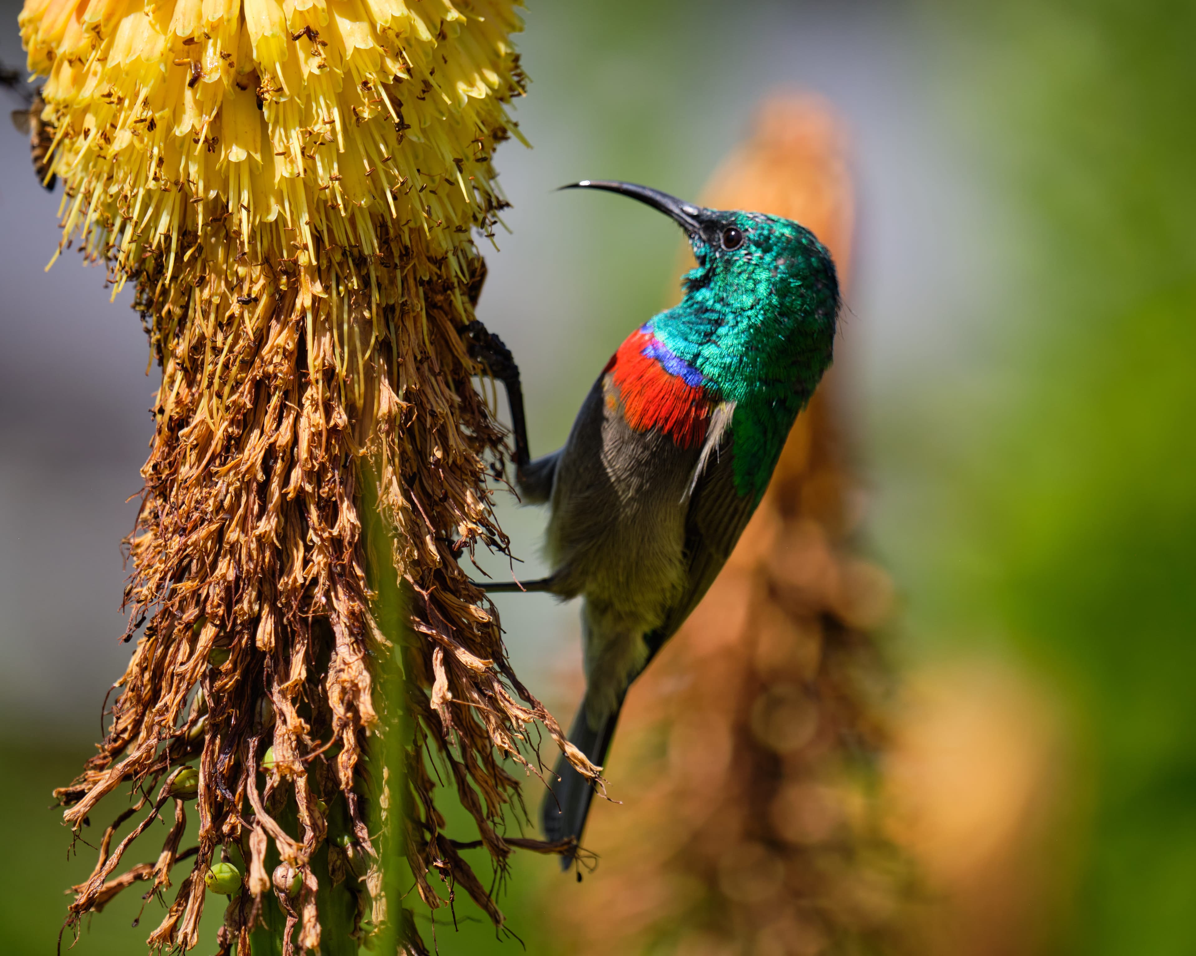 Southern Double collared Sunbird Feeding Red Hot Poker folwer.