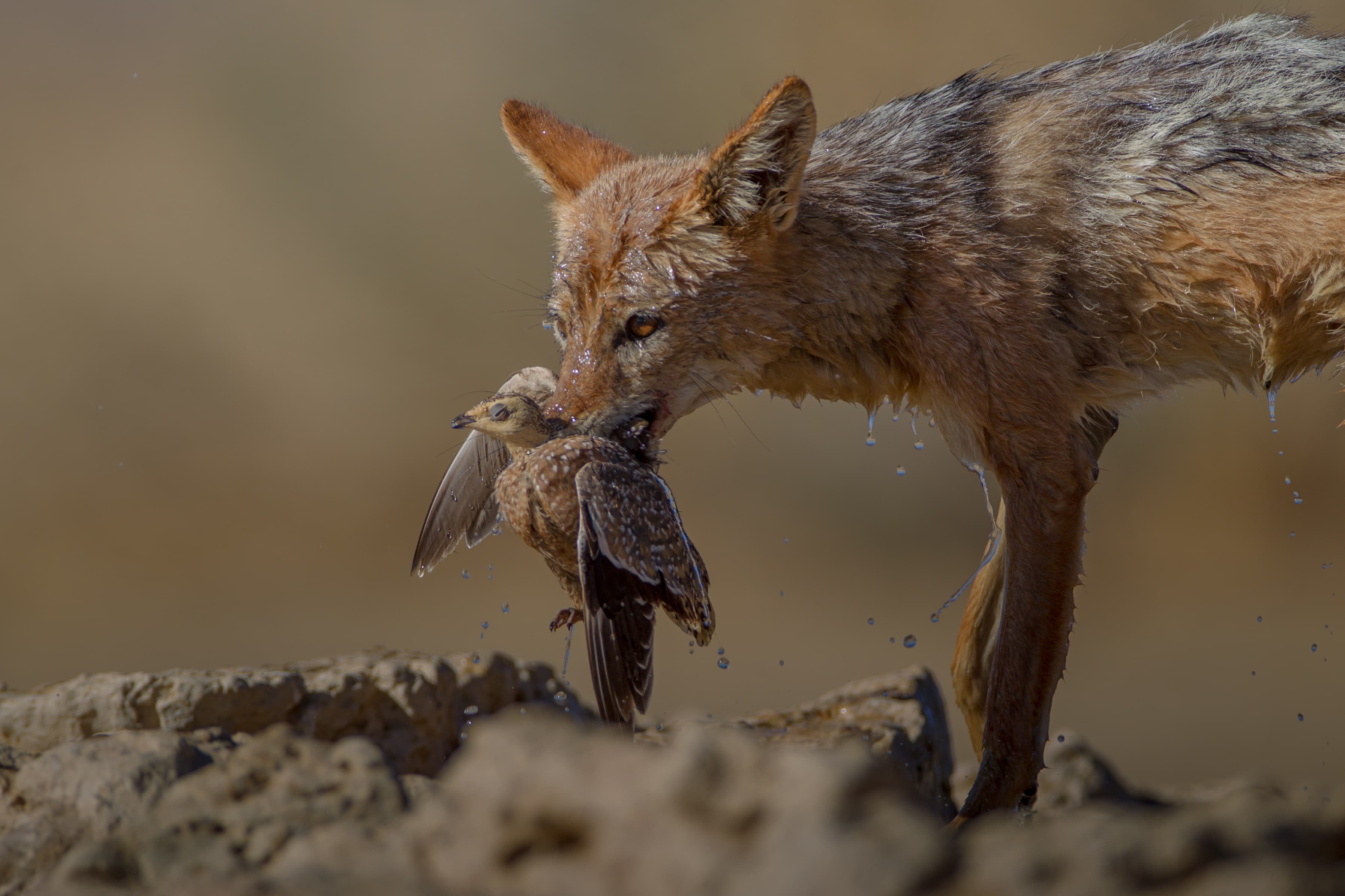 Fox's Nature.