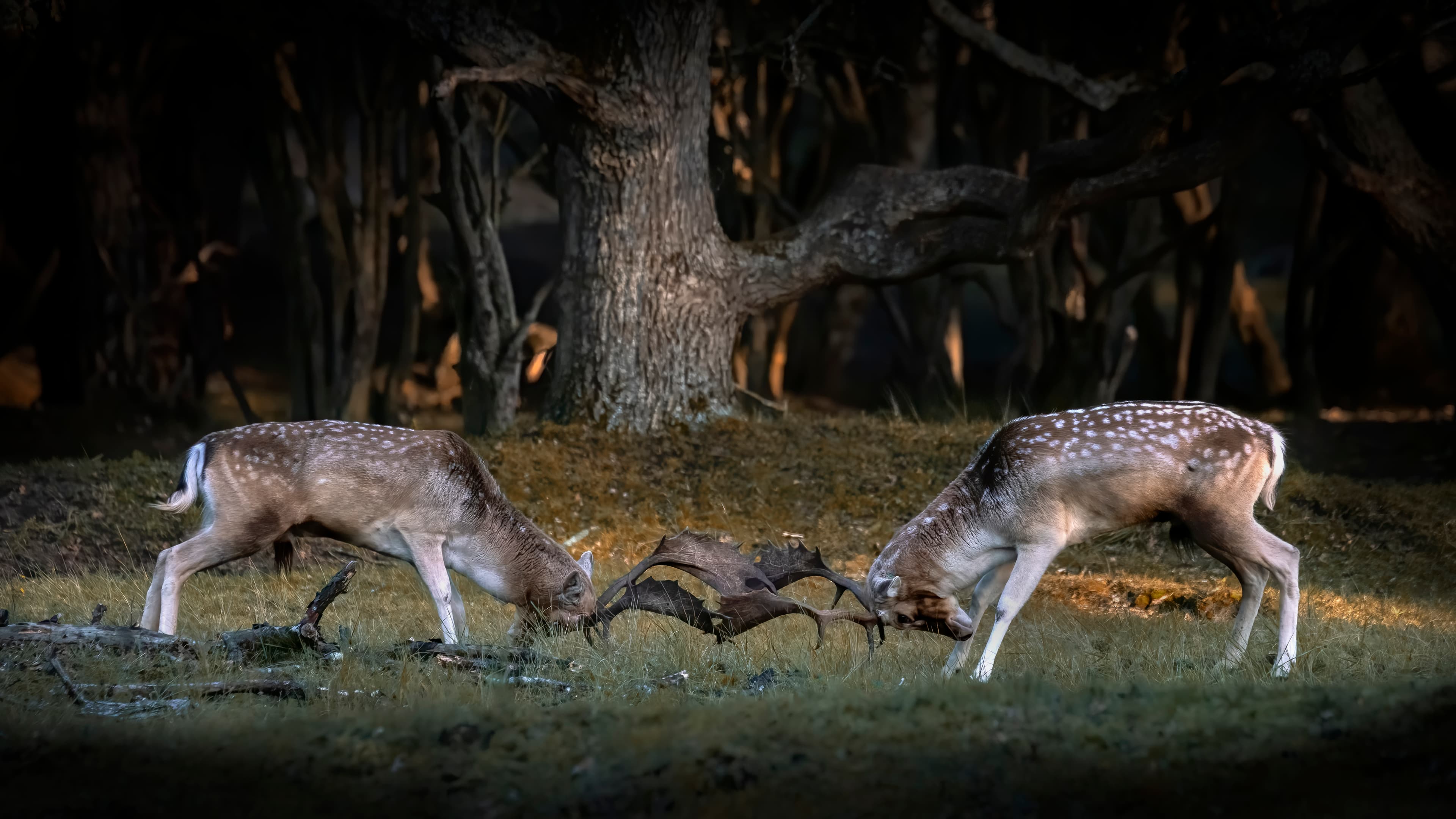 Natures Unique Rivalry