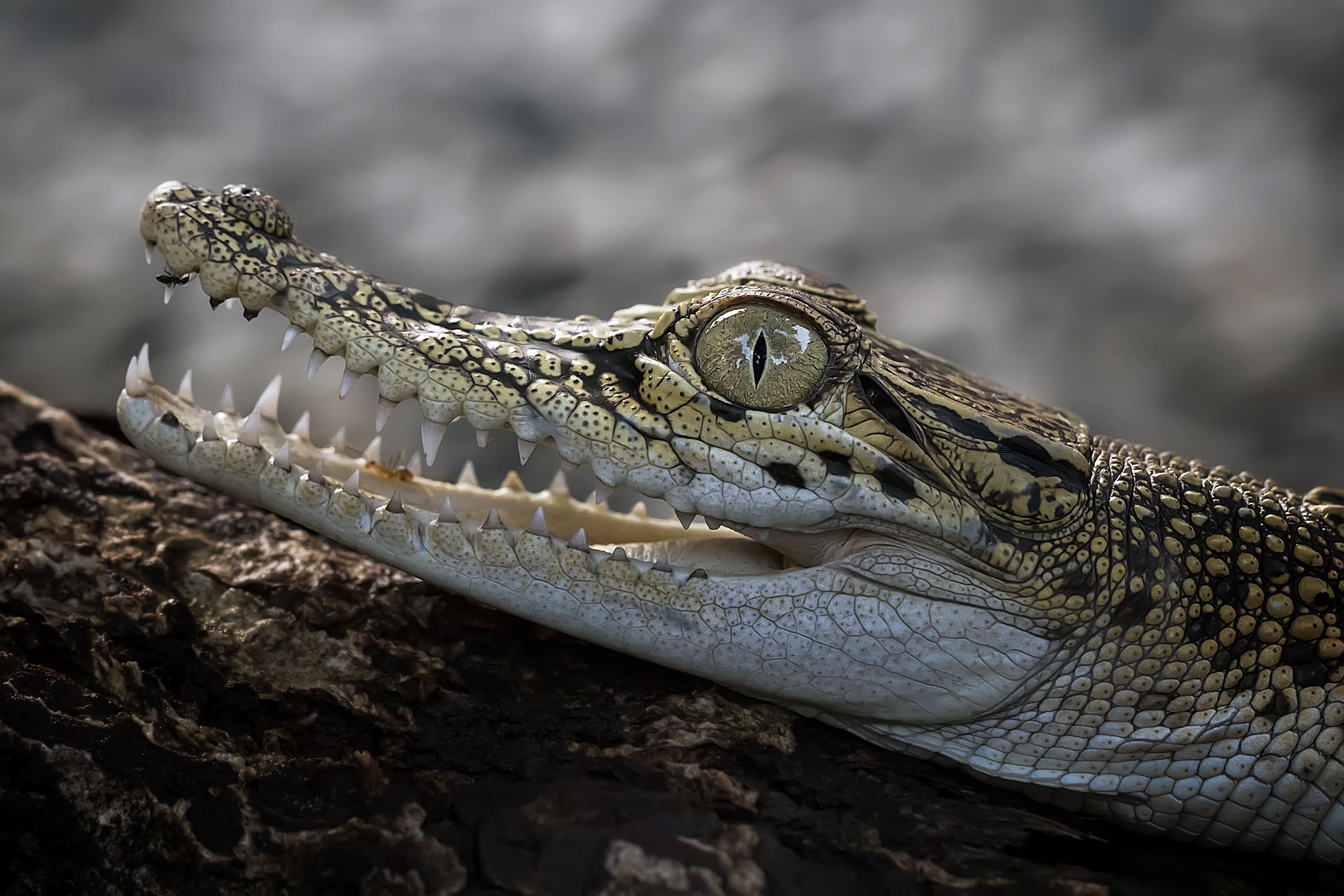 A Baby Crocodile