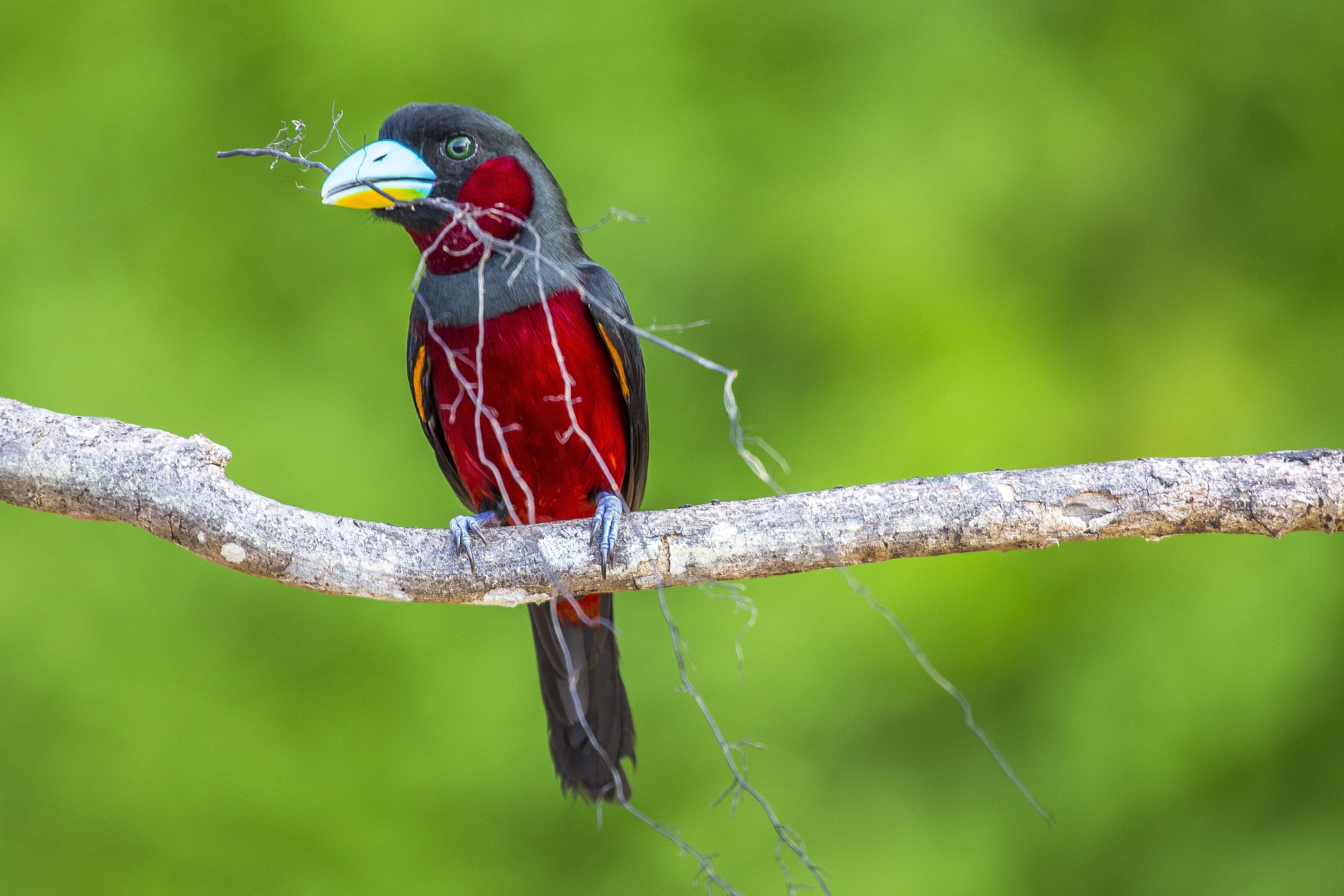 Black-and-red Broadbill