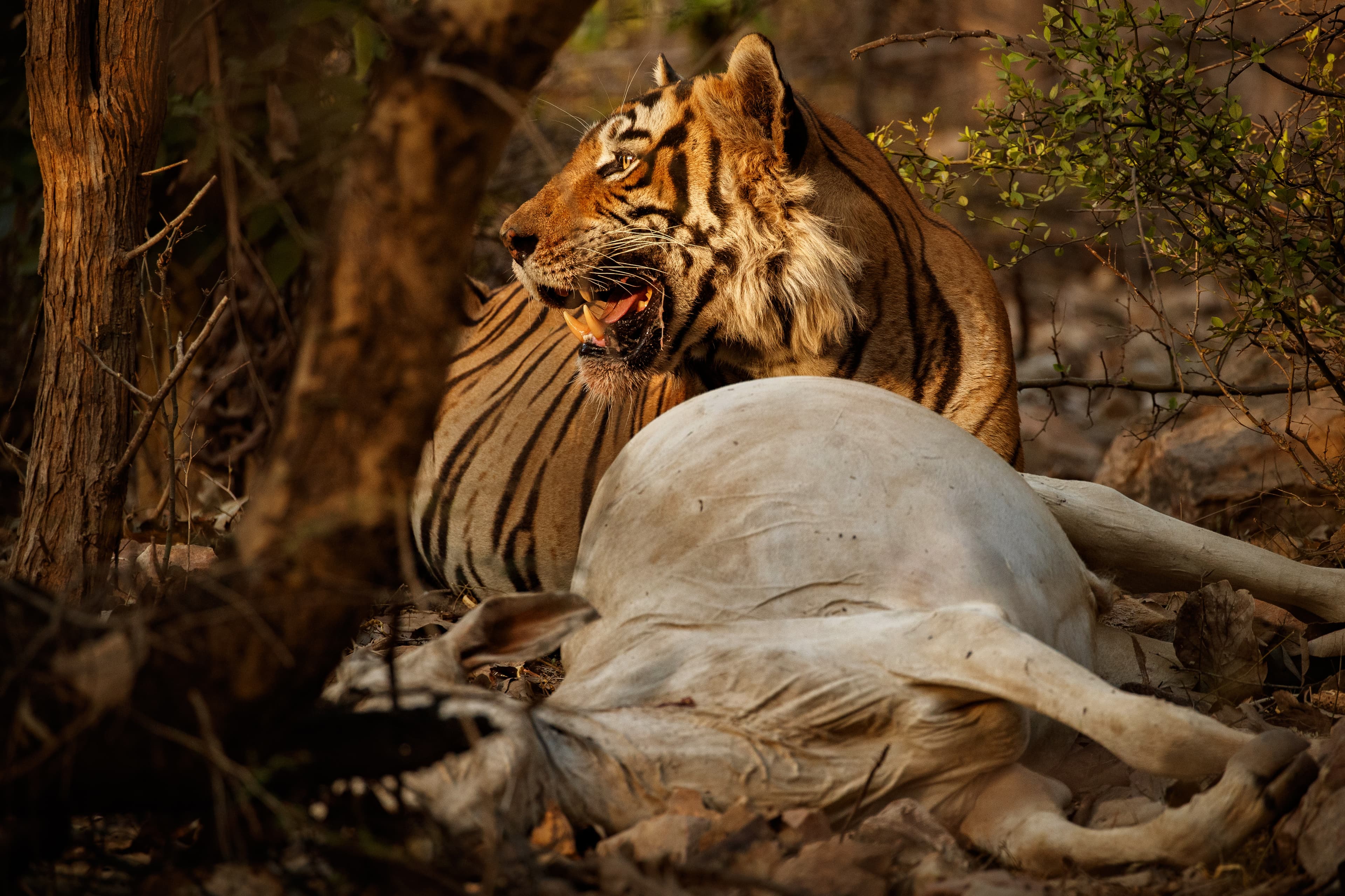 The Tiger's Nature