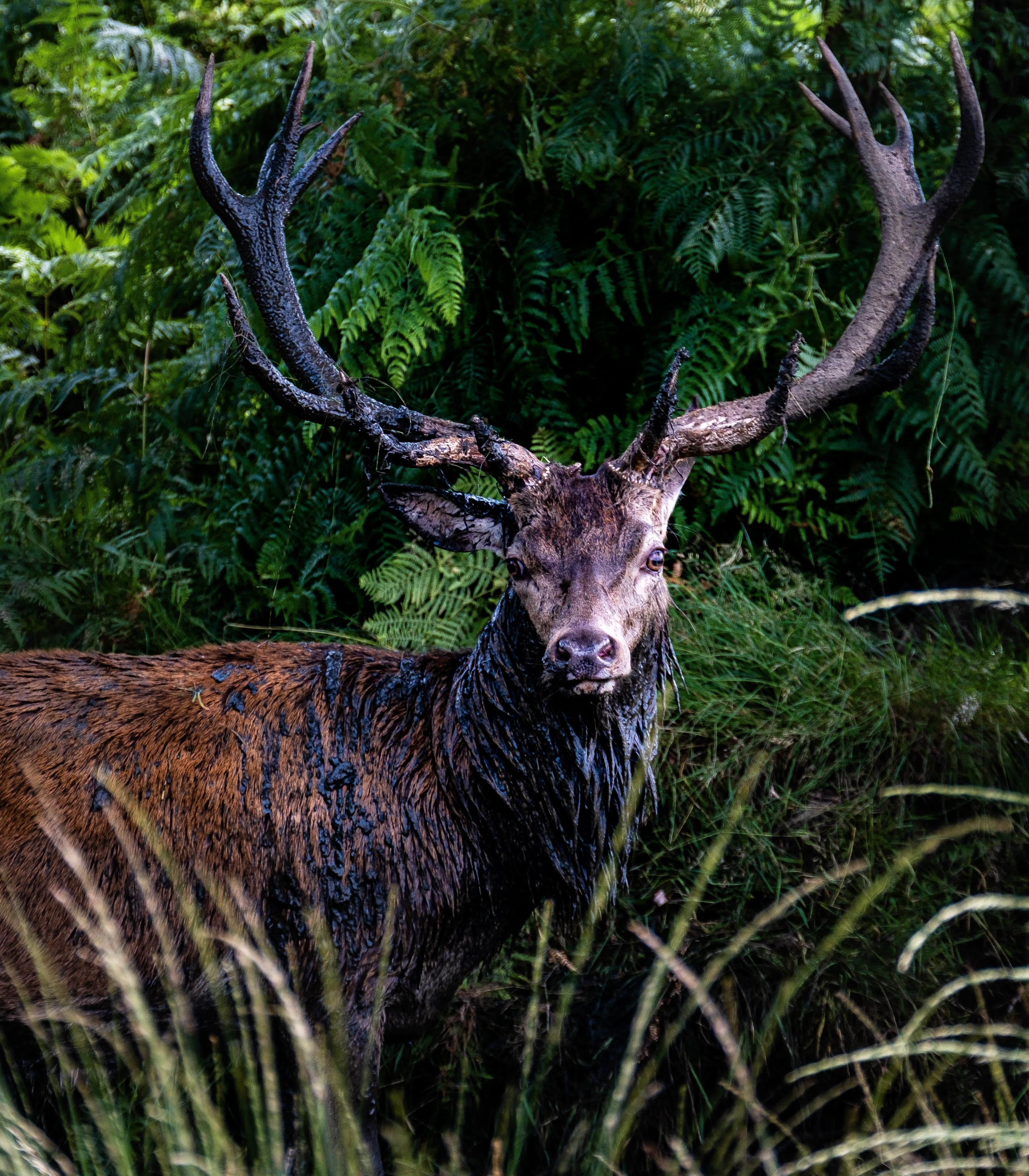 Cervus elaphus
