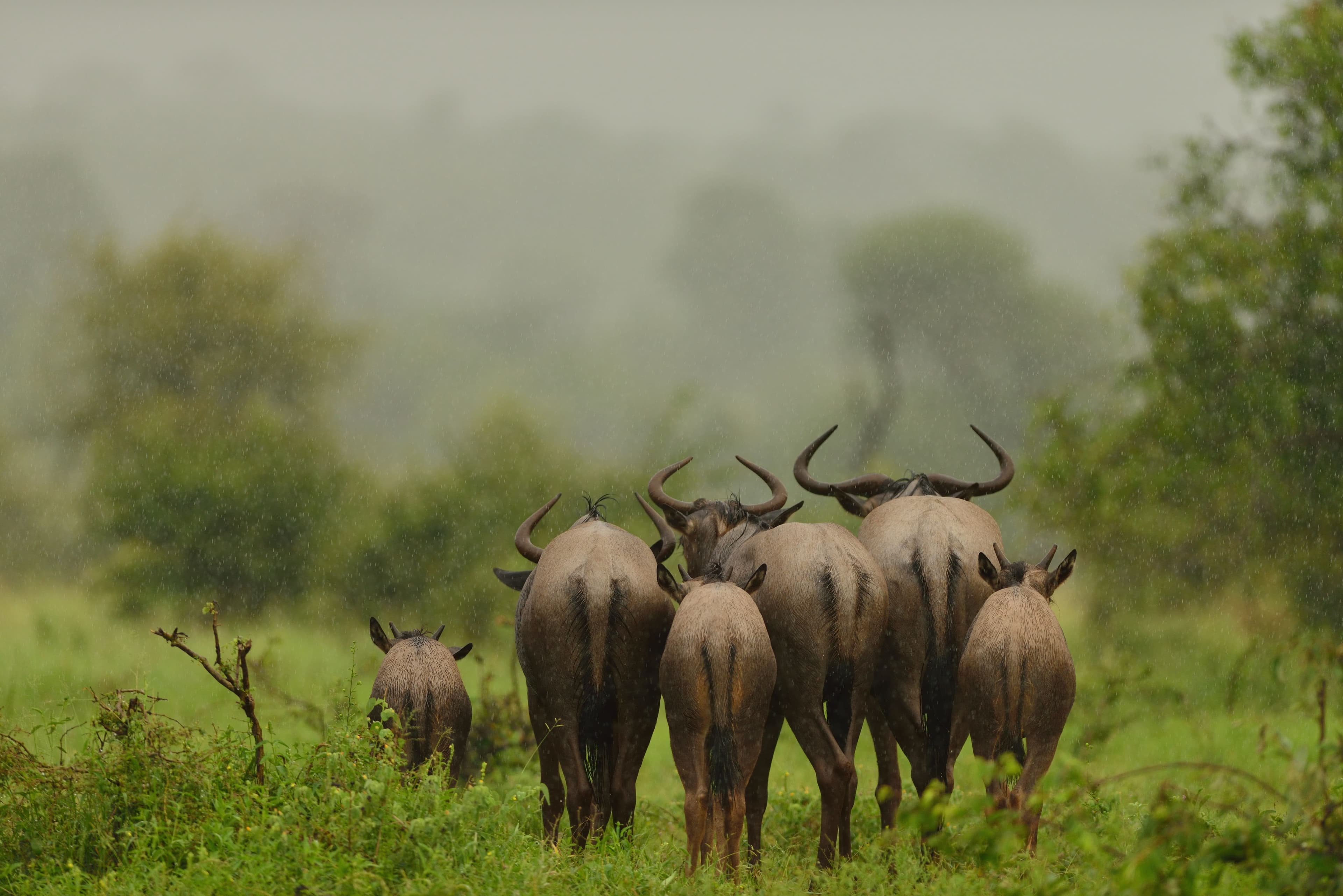 Group Of Wildebeest's Walking Away Grass Covered.