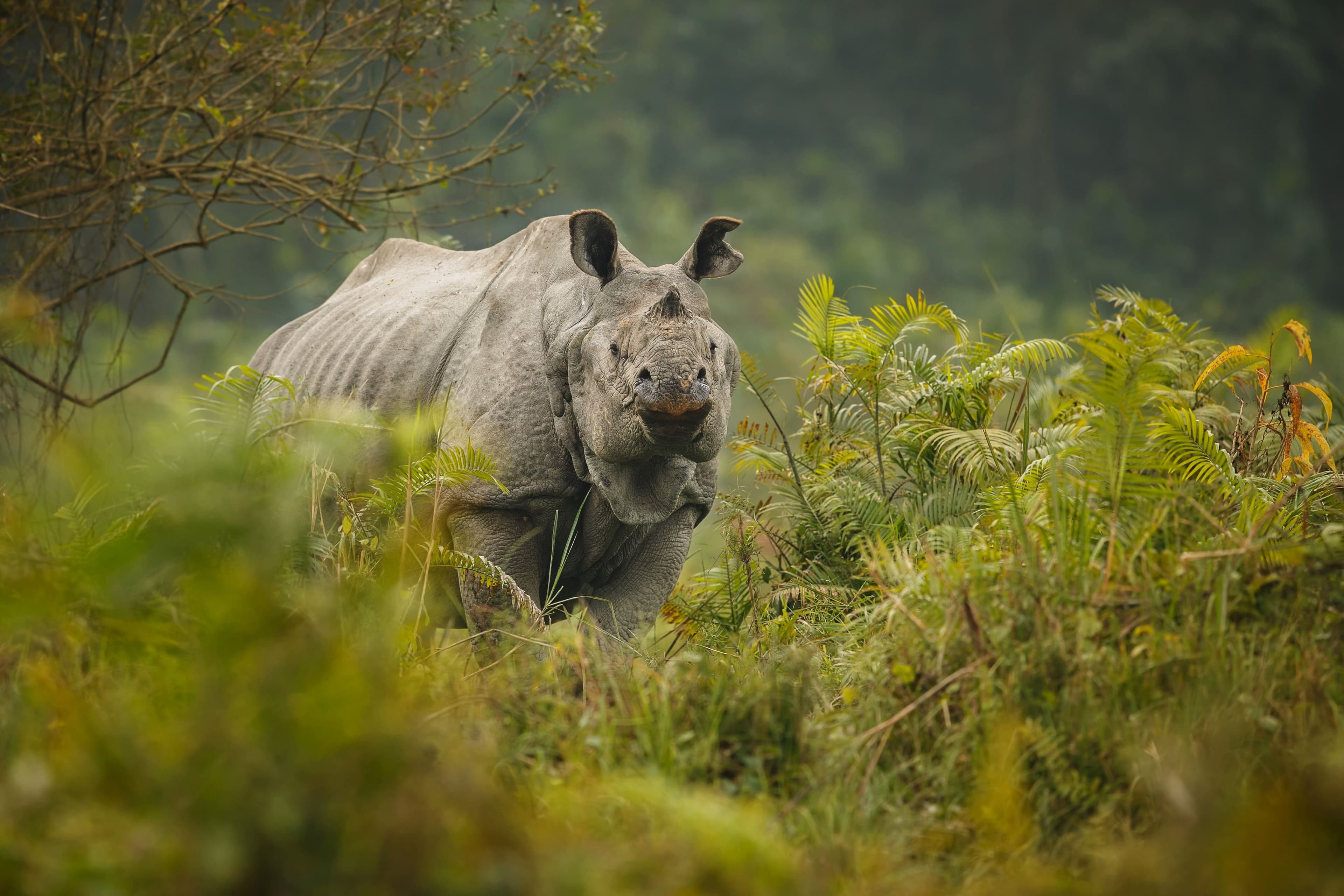 Asian Rhinoceros