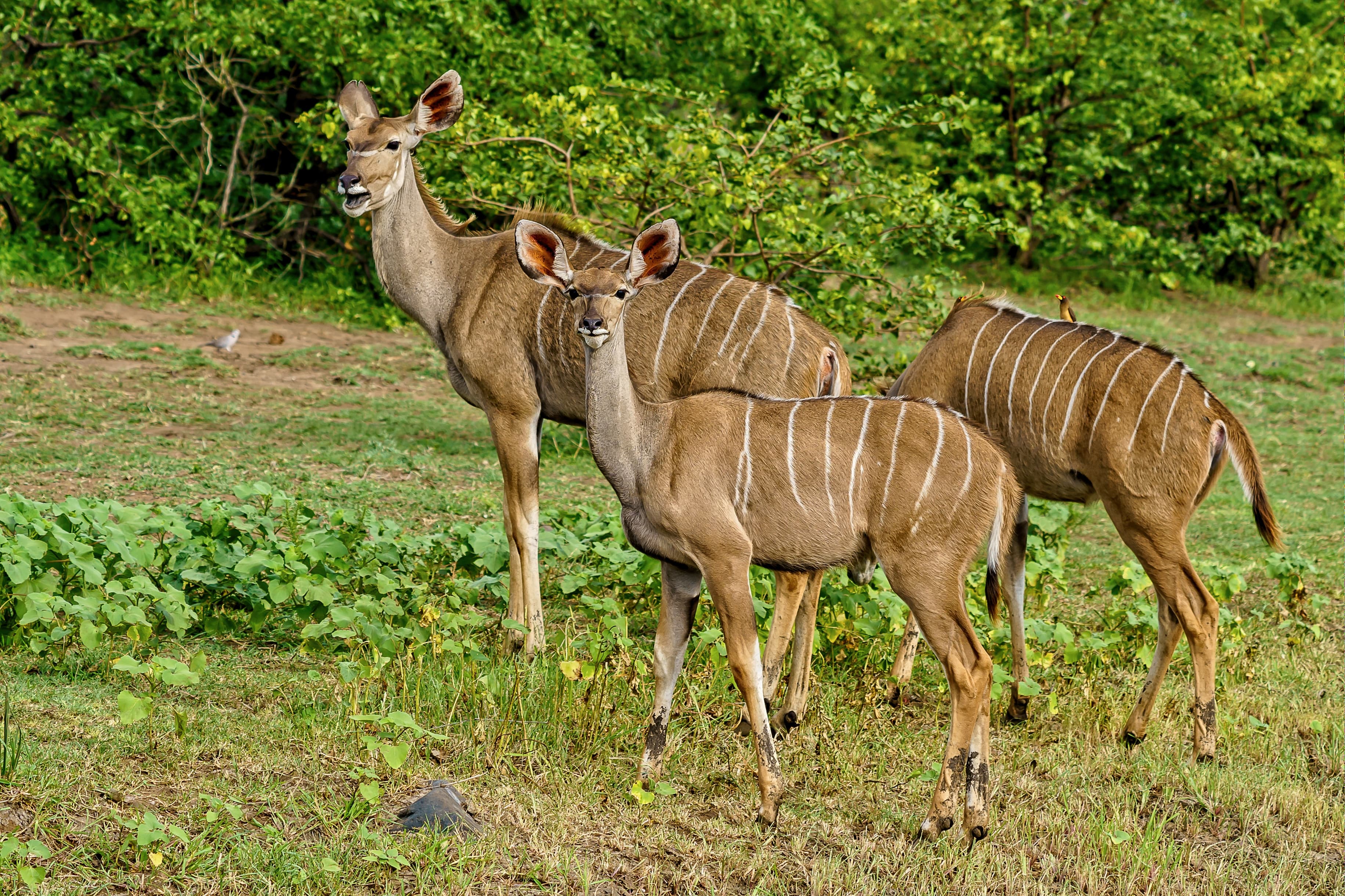 kudu's