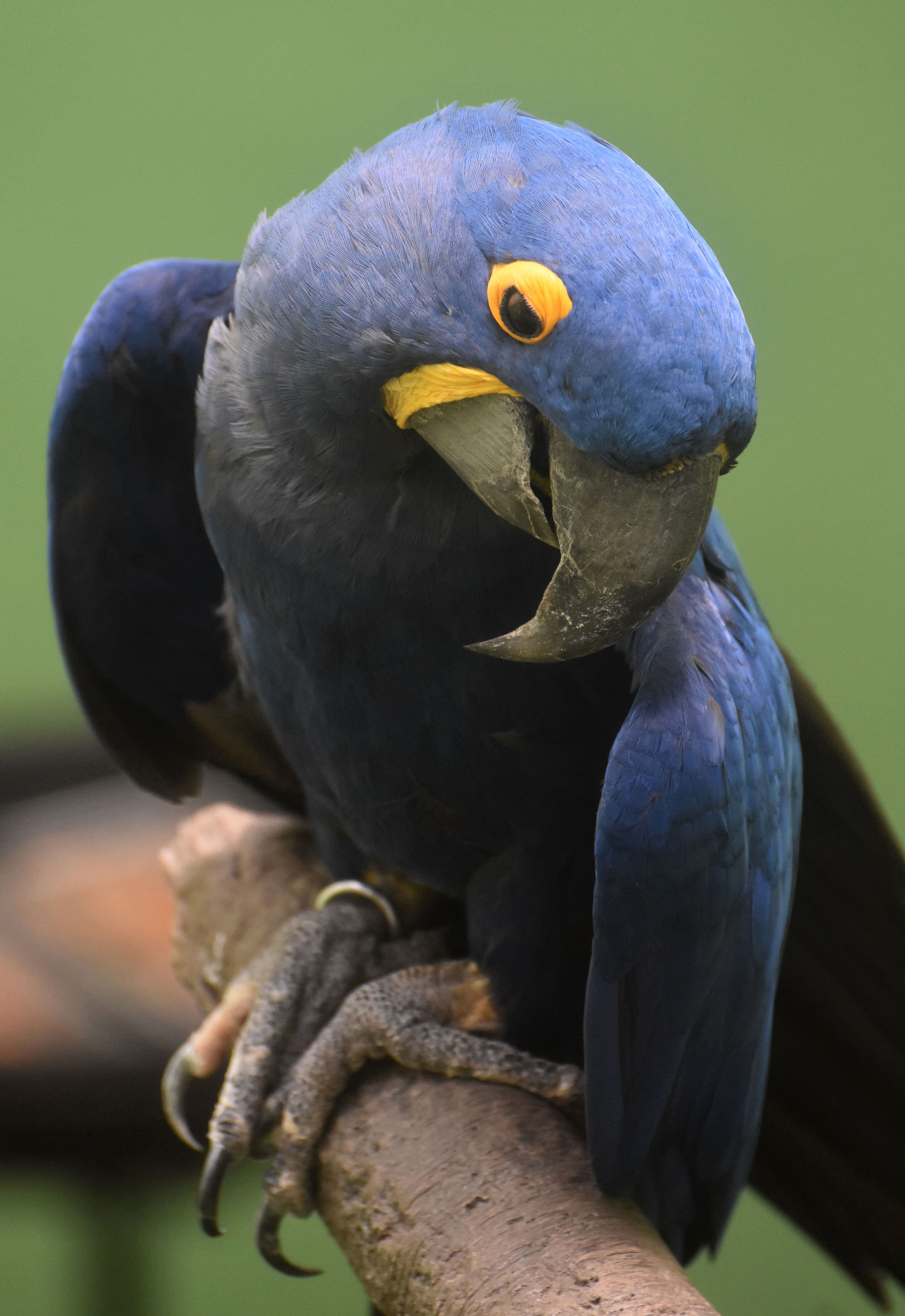 Gorgeous Little Hyacinth Macaw Parrot.