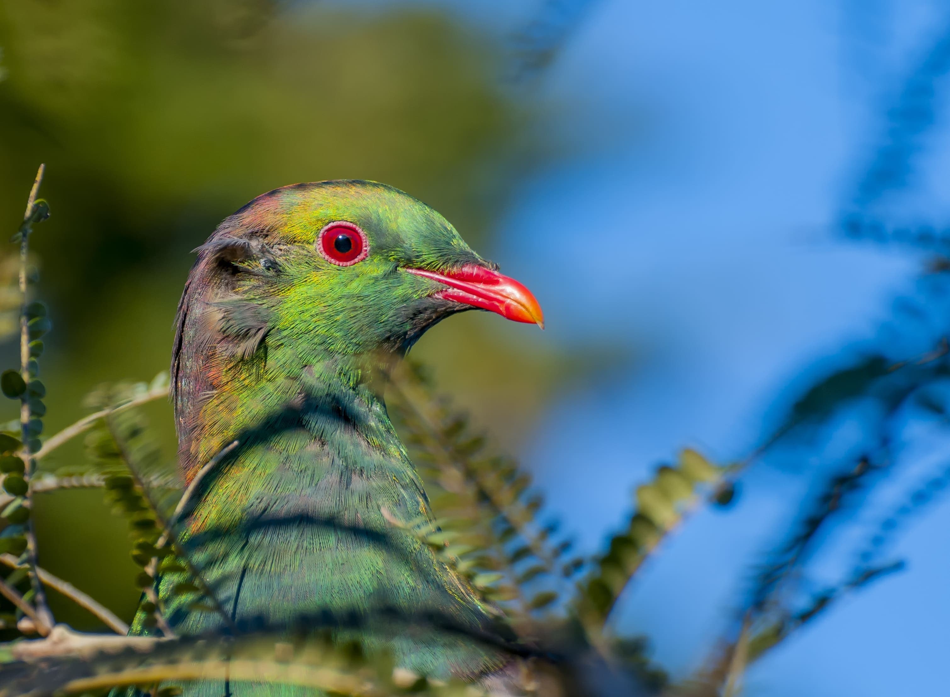New Zealand Wood Pigeon.