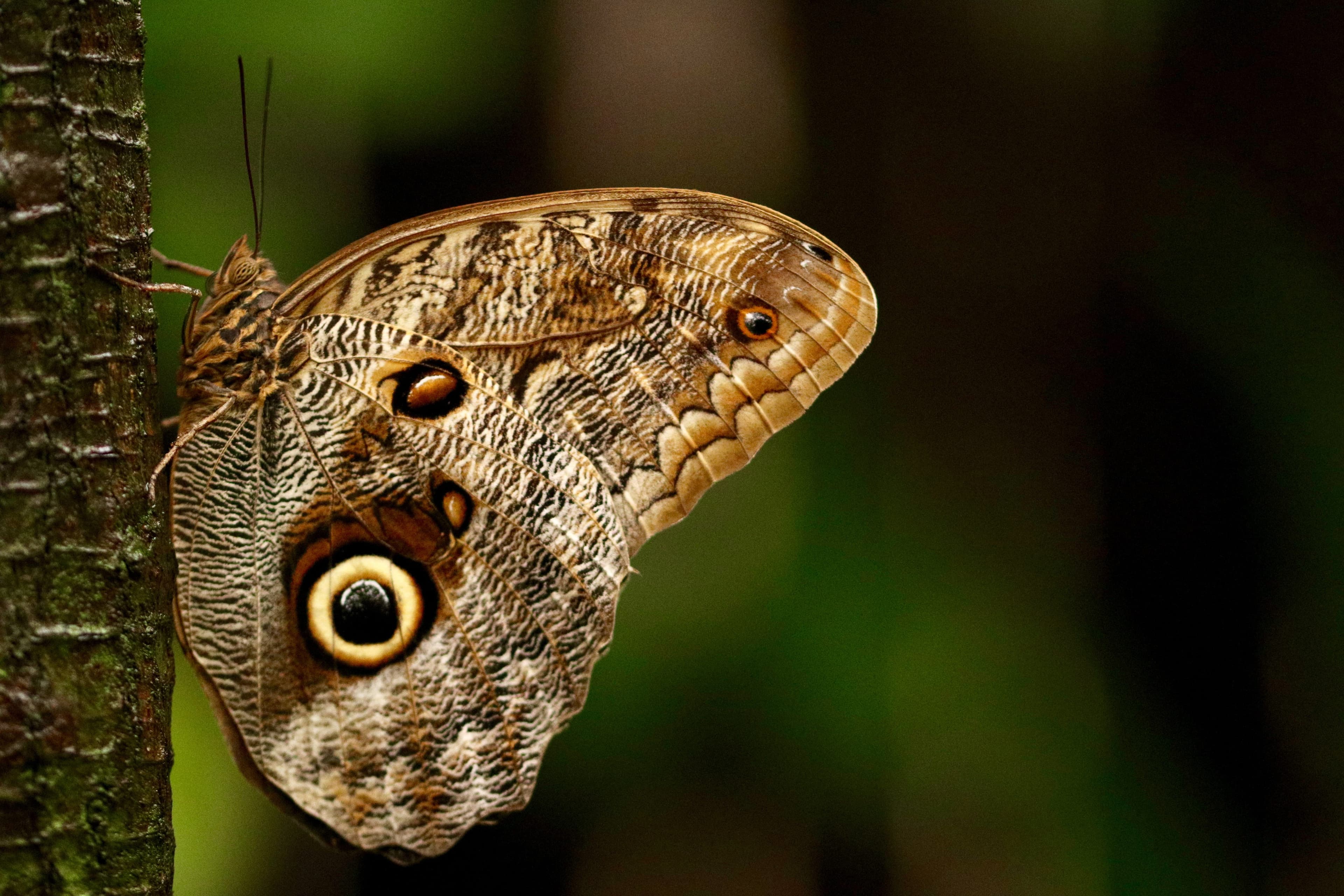 Beautiful Insects